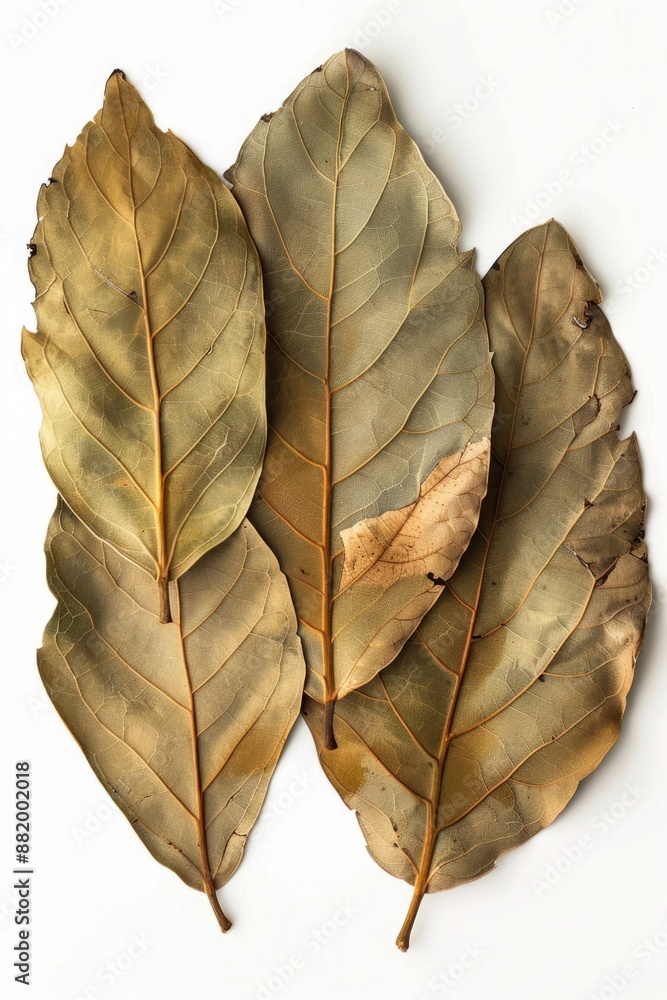 Poster close-up image of three leaves sitting on a white surface, possibly used for botanical illustration 