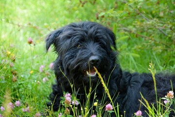 portrait of a shaggy large black bearded dog