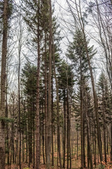 Landscapes - Forest - Europe, Romania, Suceava region