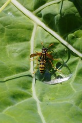 Naklejka premium A wasp (Vespula) drinks from a drop of water that has formed on a cabbage leaf