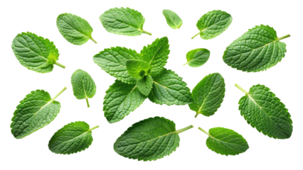Levitating pieces of fresh mint leaves isolated on a transparent background