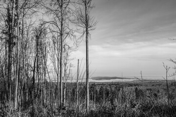 Macro  - Forest - Europe, Romania, Suceava region
