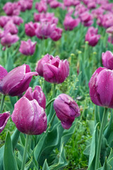 Colorful Tulip field in spring season