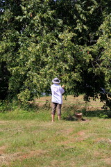 An unrecognizable woman in a hat and white shirt is picking linden flowers, rear view. Herbal tea drugs