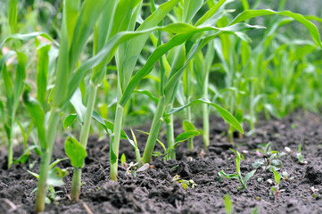 cornfield of young maize plantation in the vegetable garden