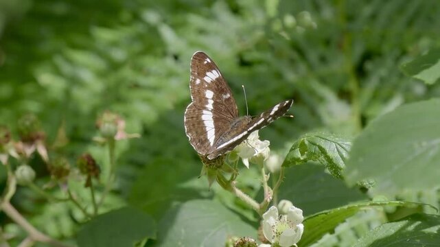 White Admiral Butterfly on Bramble Flower
