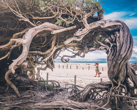 turista emoldurada pela &aacute;rvore da pregui&ccedil;a em jericoacoara, cear&aacute; 