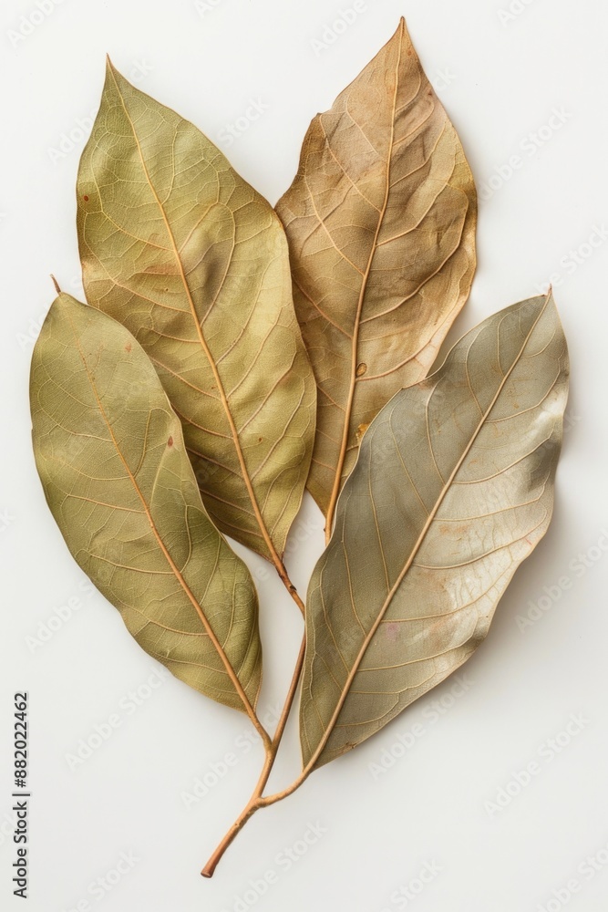 Poster a group of three differently colored leaves arranged on a white surface