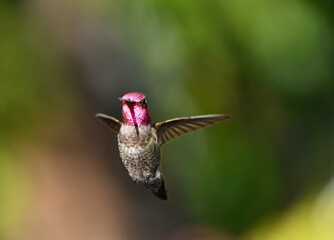 Purple Hummingbird In Flight Wings Pose