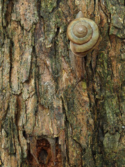 夏の雨後の森の樹幹にいるカタツムリの様子