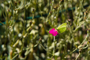 common brimstone butterfly on pink flower