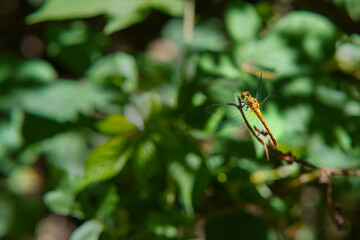 Yellow skimmer dragonfly on a twig