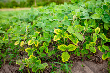 Soybean diseases. Yellowing leaves of young soybean sprouts in a farm field. Poor germination of...
