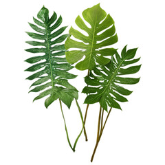 Lush green tropical plants bush (monstera, palm, rubber plant, pine and fern), cut out. png photos