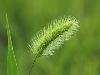 夏の雨の日の庭にある成長する猫じゃらしの風景