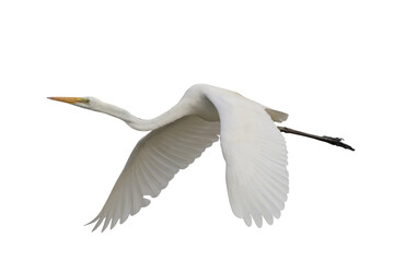 Beautiful Eastern great egret flying isolated on transparent background png file