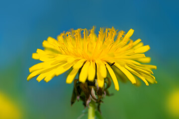 Taraxacum is a large genus of flowering plants in the family Asteraceae, known as dandelions. Composite flower head with bright yellow florets and petals macro close up isolated on blurred background.