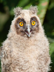 great horned owl