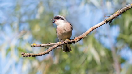 spotted woodpecker