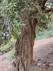 salvadora persica plant pattern.tooth brush tree leaves and bark pattern 