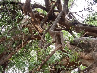 salvadora persica plant pattern.tooth brush tree leaves and bark pattern 