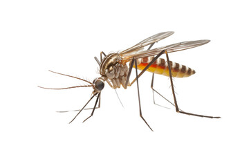 a mosquito perched on a clean white background, its long proboscis and delicate legs extended, isolated on a white background.