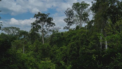 Fototapeta premium Concept of Earth day, rainforest tropical wild canopy and aerial view background, foliage scenery, hill top wallpaper, sustainability and conservation banner cover, ecology and biodiversity.