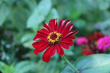 red dahlia flower