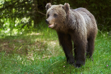 Brown bear on the side of the road