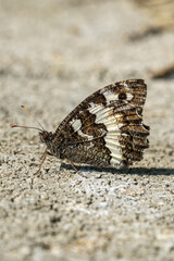 Close up of  great banded grayling butterfly (Brintesia circe)