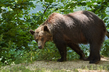 Brown bear on the side of the road