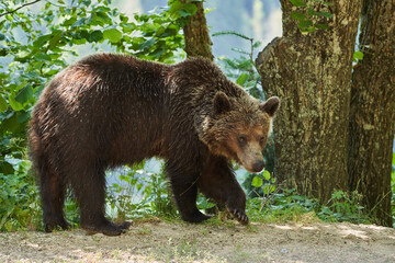 Brown bear on the side of the road