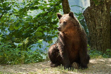 Brown bear on the side of the road