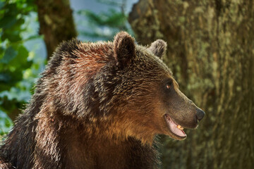 Fototapeta premium Brown bear on the side of the road