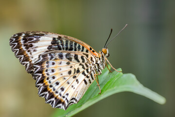 Leopard Lacewing - Cethosia cyane, beautiful orange and red butterfly from East Asian forests, Malaysia.