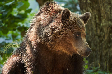 Obraz premium Brown bear on the side of the road