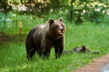 Brown bear on the side of the road