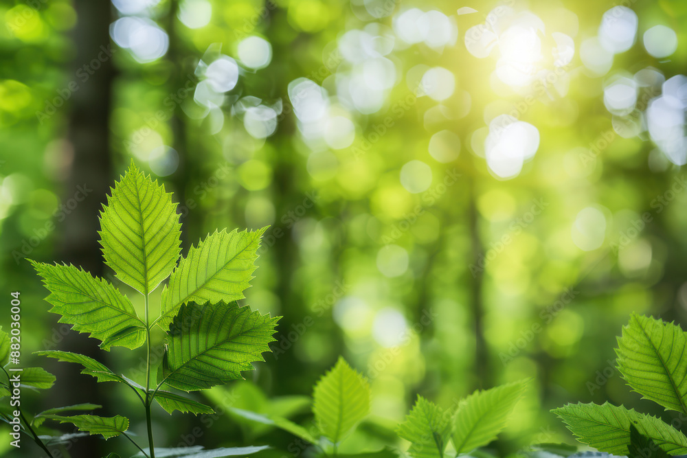 Poster close-up of vibrant green leaves in a forest with sunlight filtering through, creating a natural and