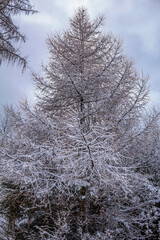 Landscapes -  Forest - Europe, Romania, Suceava region