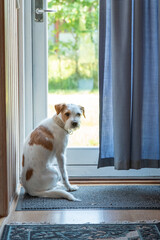 Ein trauriger, einsamer Hund sitzt am Fenster und wartet auf seinen Besitzer, rauhaariger ...