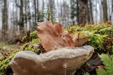  Macro  - Forest - Europe, Romania, Suceava region