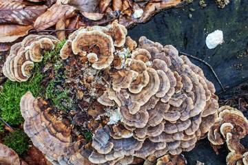  Macro  - Forest - Europe, Romania, Suceava region