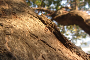 ant on the tree