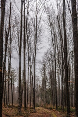  Macro  - Forest - Europe, Romania, Suceava region