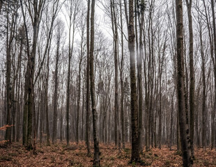  Macro  - Forest - Europe, Romania, Suceava region