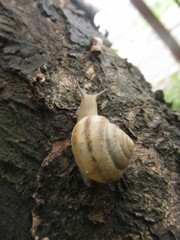 snail on a tree