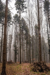 Fototapeta premium Macro - Forest - Europe, Romania, Suceava region