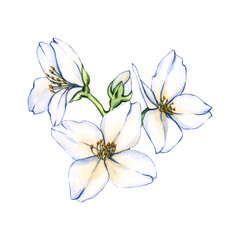 Obraz premium Bouquet of jasmine flowers. Watercolor illustration White flower with green leaves. Design for cosmetic product, tea, perfume, essential oil
