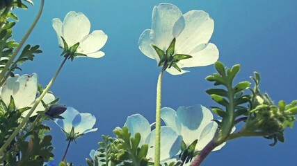 See the delicate beauty of this baby blue-eyed flower, its white petals reflected in the bright blue sky, highlighting their intricate beauty.