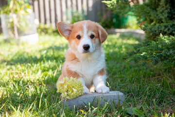A Welsh corgi puppy on a summer walk